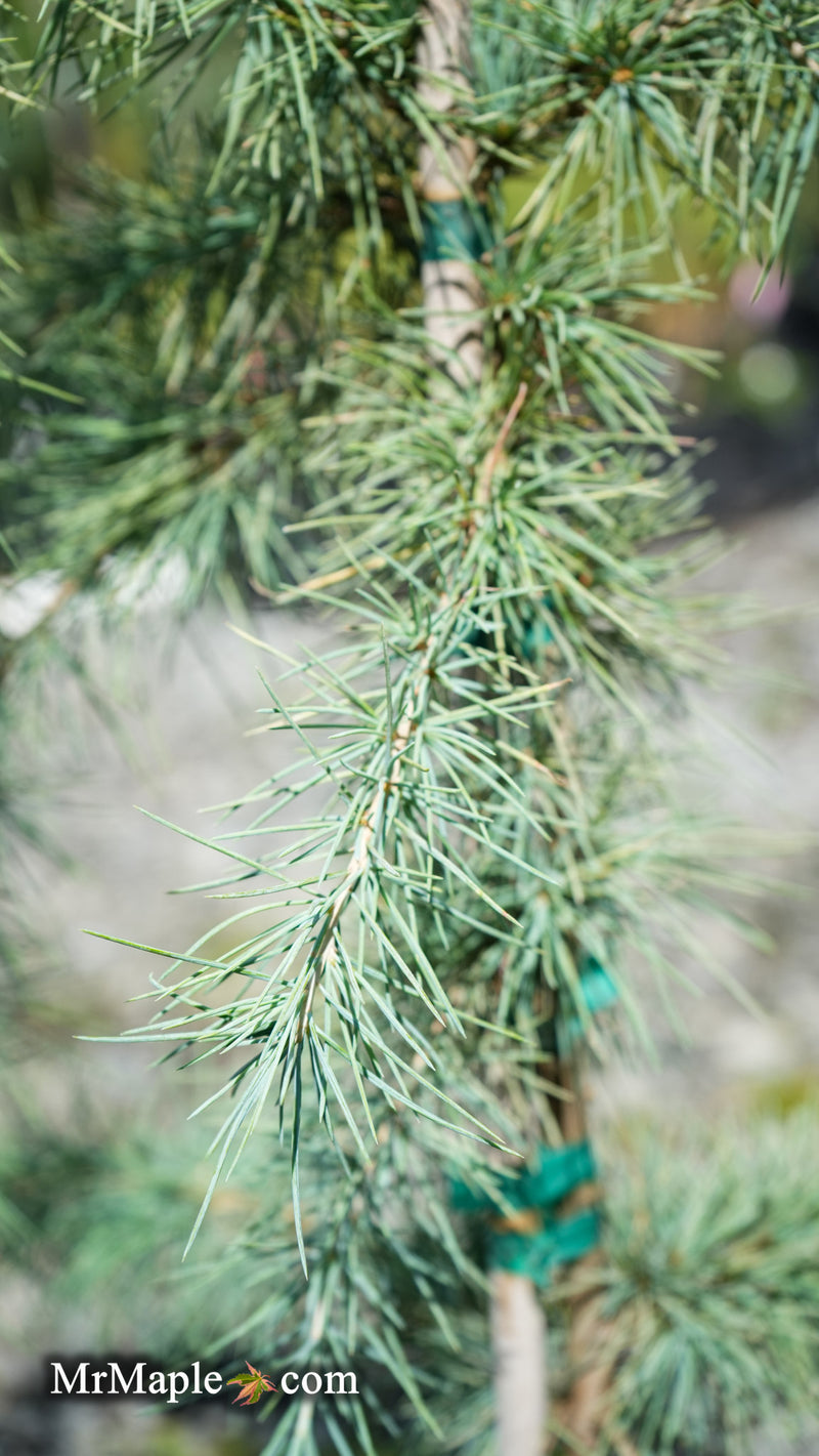 Cedrus deodara 'Silver Splash' Himalayan Cedar