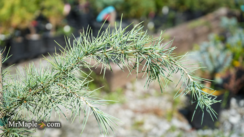 Cedrus deodara 'Silver Splash' Himalayan Cedar