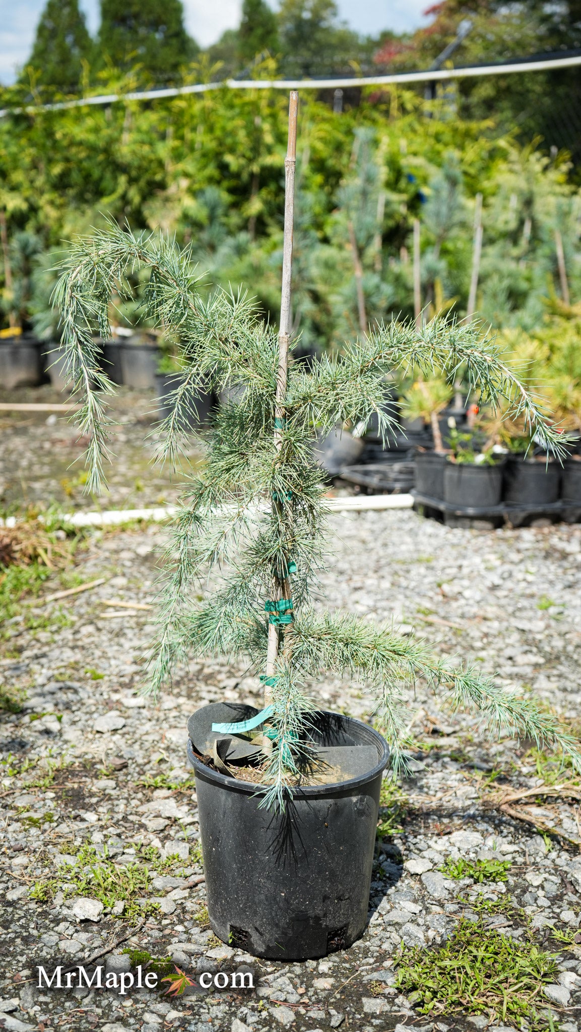 Buy Cedrus deodara 'Silver Splash' Himalayan Cedar — Mr Maple