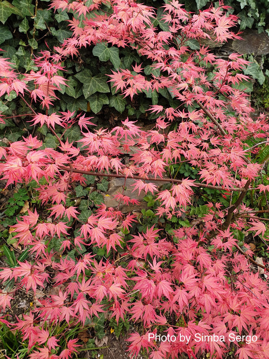 Acer palmatum 'Isobel' Rare Japanese Maple