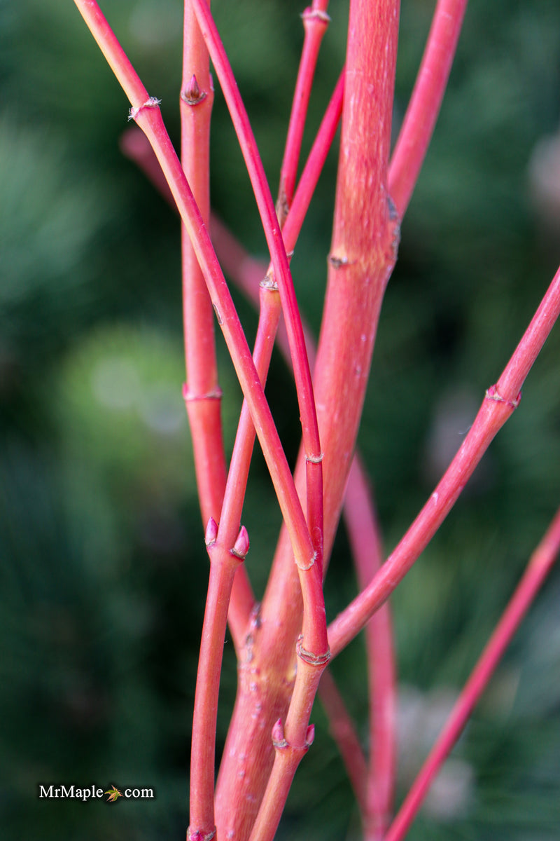 Acer palmatum 'Sir Damon' Coral Bark Japanese Maple
