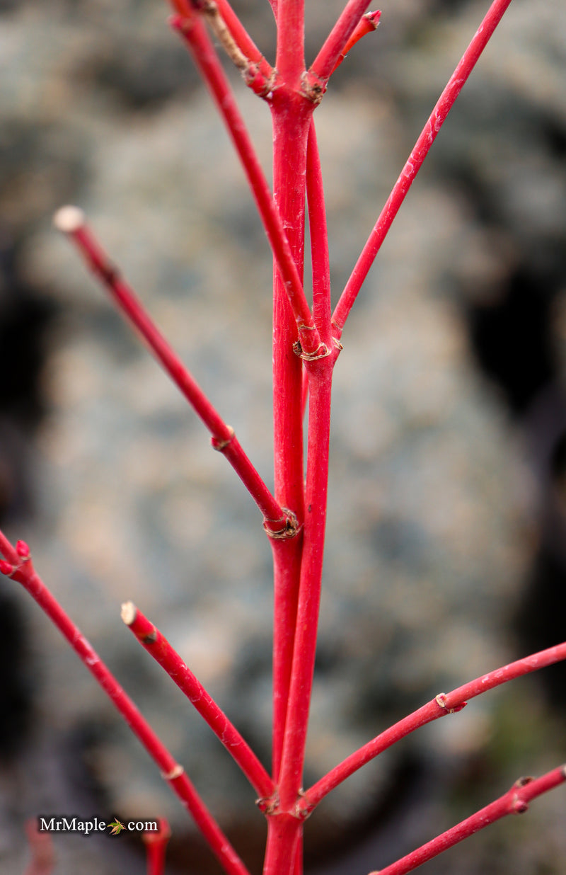 Acer palmatum 'Sir Damon' Coral Bark Japanese Maple