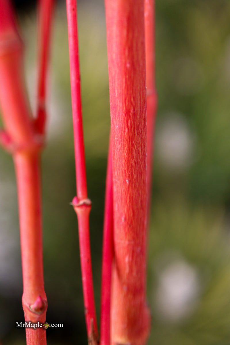 Acer palmatum 'Sir Damon' Coral Bark Japanese Maple