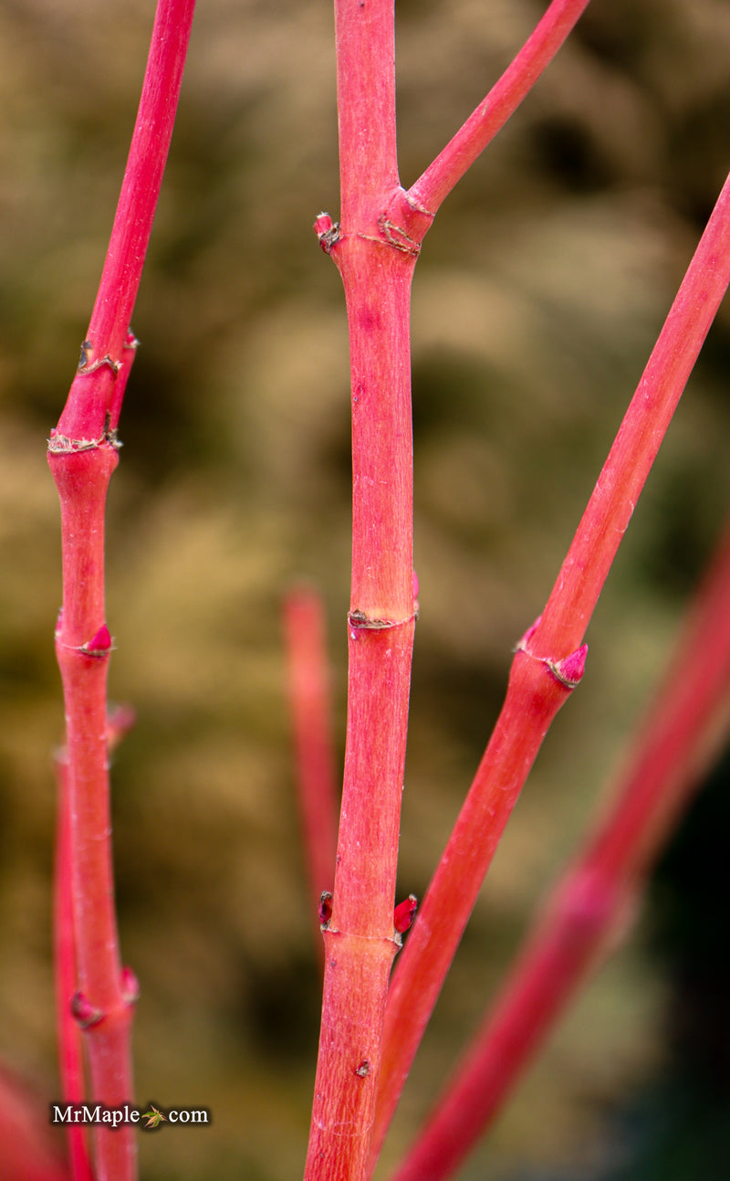 Acer palmatum 'Sir Damon' Coral Bark Japanese Maple