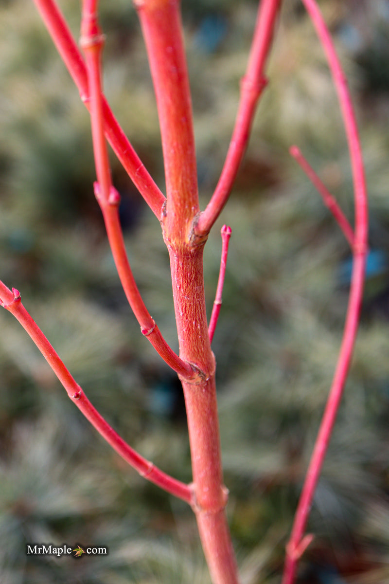 Acer palmatum 'Sir Damon' Coral Bark Japanese Maple