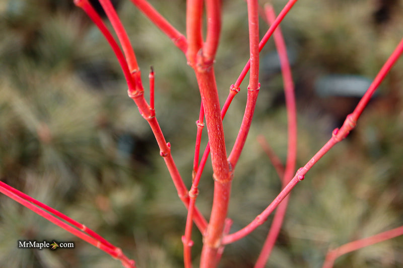 Acer palmatum 'Sir Damon' Coral Bark Japanese Maple