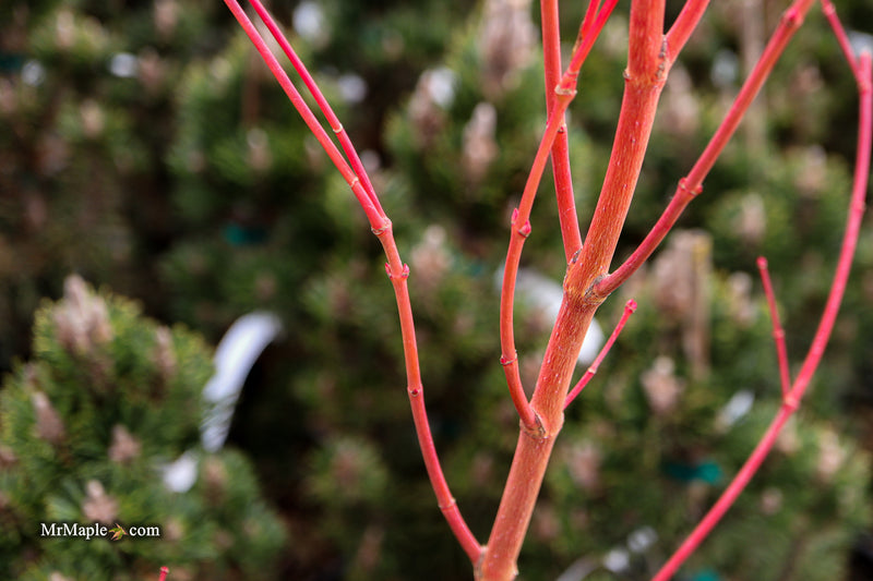 Acer palmatum 'Sir Damon' Coral Bark Japanese Maple