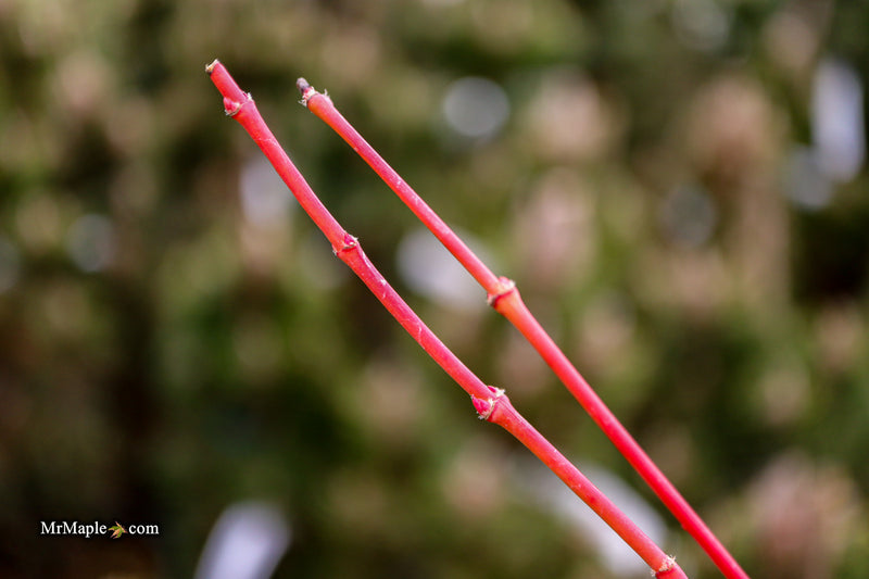 Acer palmatum 'Sir Damon' Coral Bark Japanese Maple