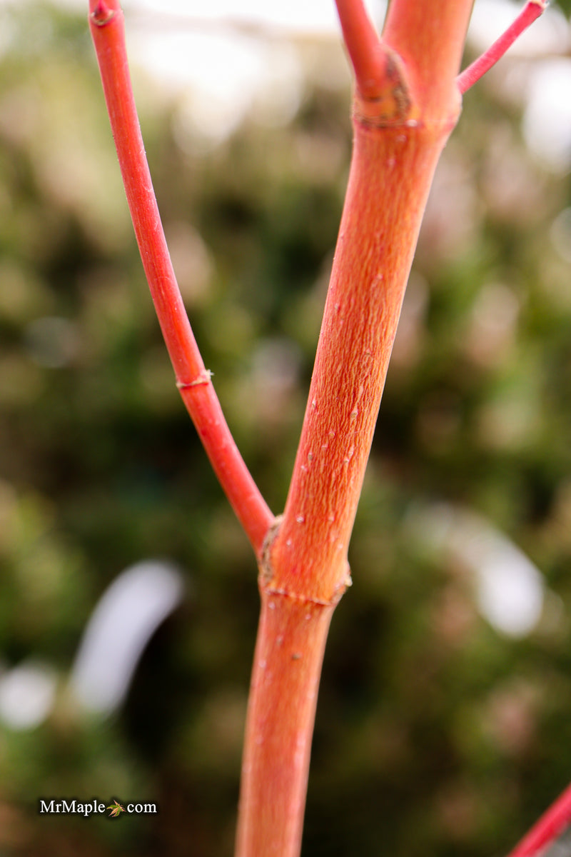 Acer palmatum 'Sir Damon' Coral Bark Japanese Maple