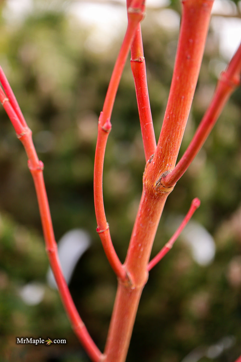 Acer palmatum 'Sir Damon' Coral Bark Japanese Maple