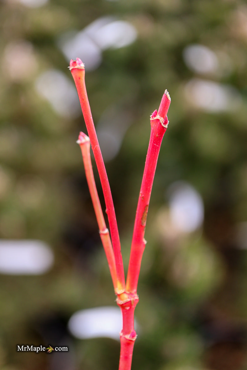 Acer palmatum 'Sir Damon' Coral Bark Japanese Maple