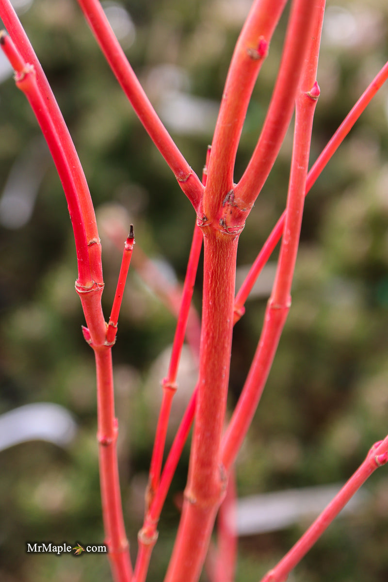 Acer palmatum 'Sir Damon' Coral Bark Japanese Maple