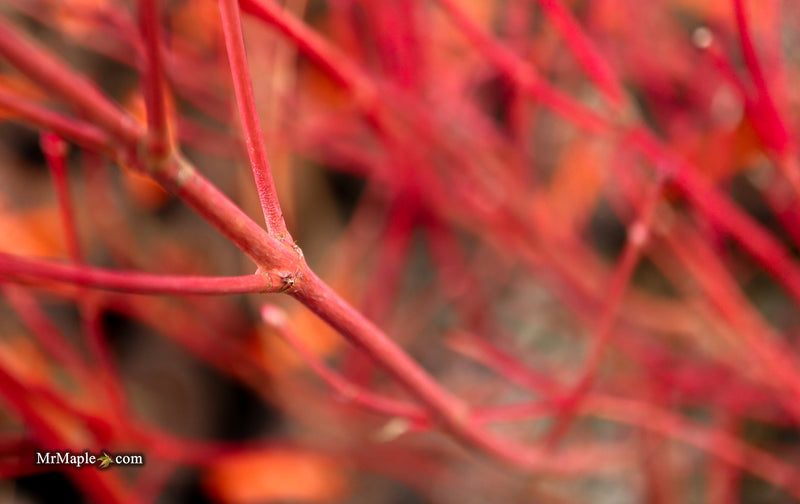 Acer palmatum 'Sir Damon' Coral Bark Japanese Maple