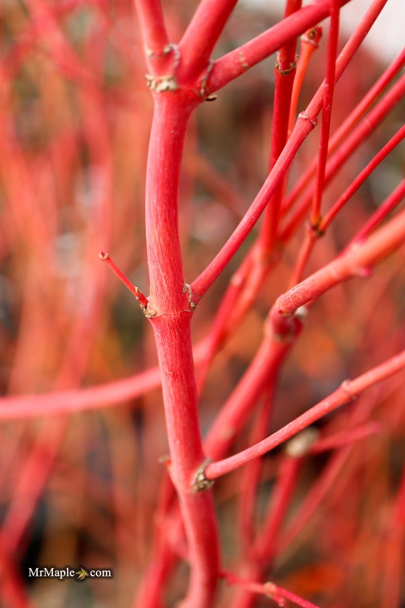 Acer palmatum 'Sir Damon' Coral Bark Japanese Maple