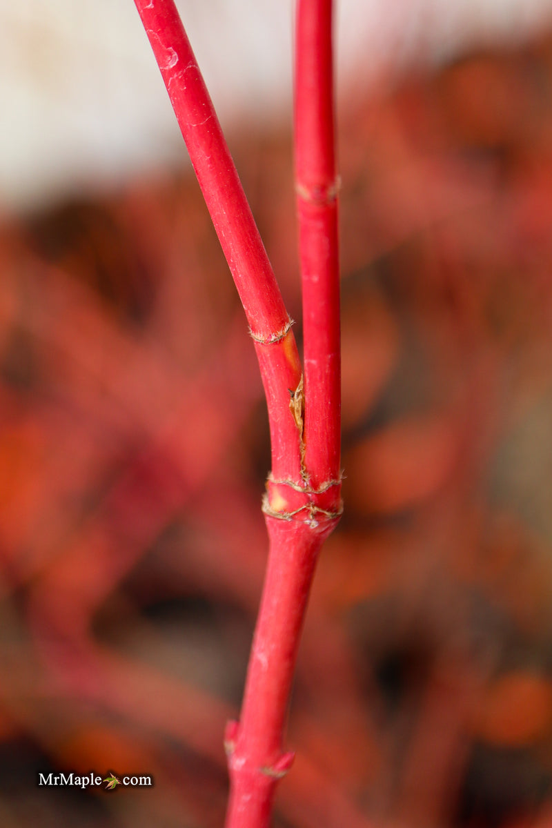 Acer palmatum 'Sir Damon' Coral Bark Japanese Maple