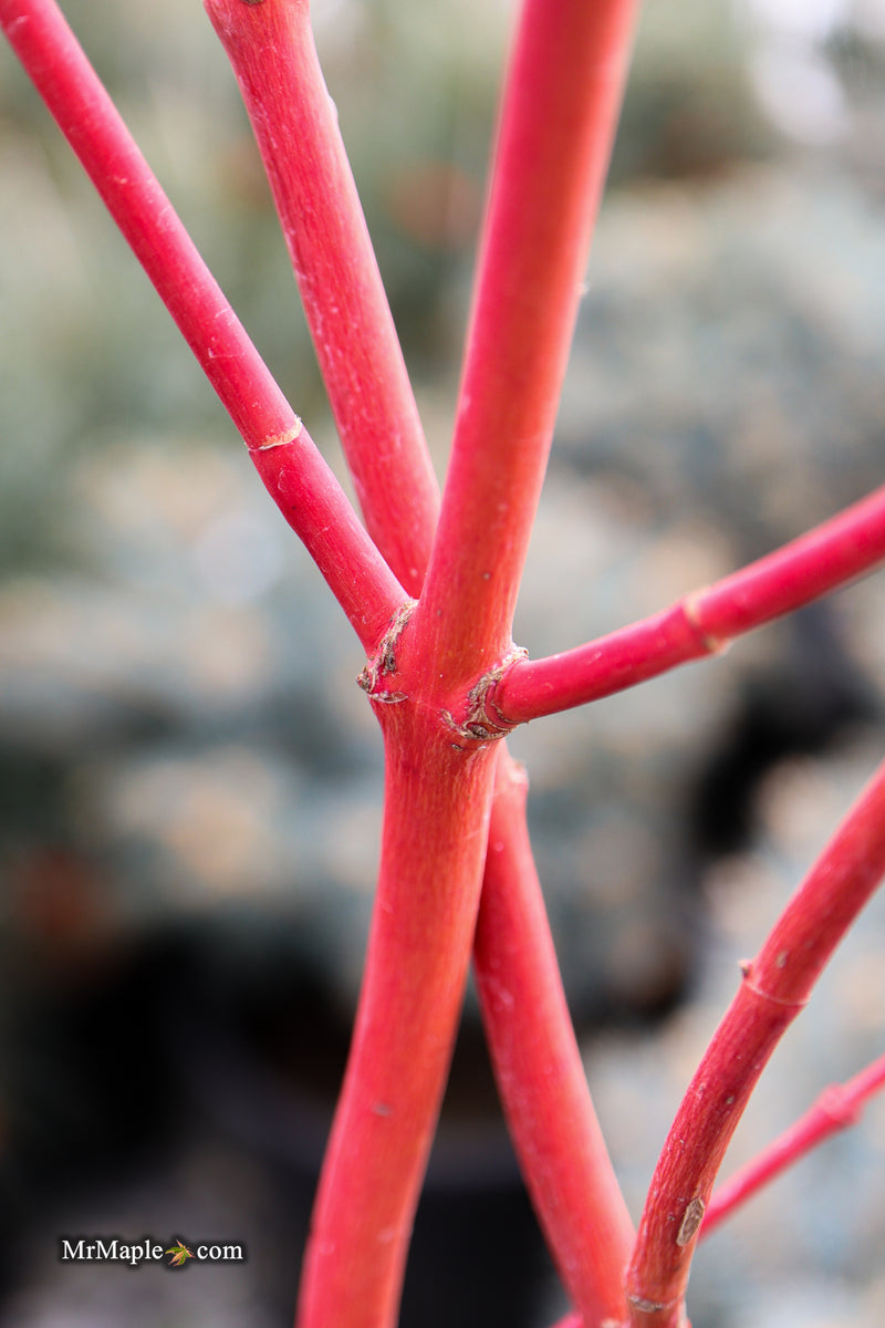 Acer palmatum 'Sir Damon' Coral Bark Japanese Maple