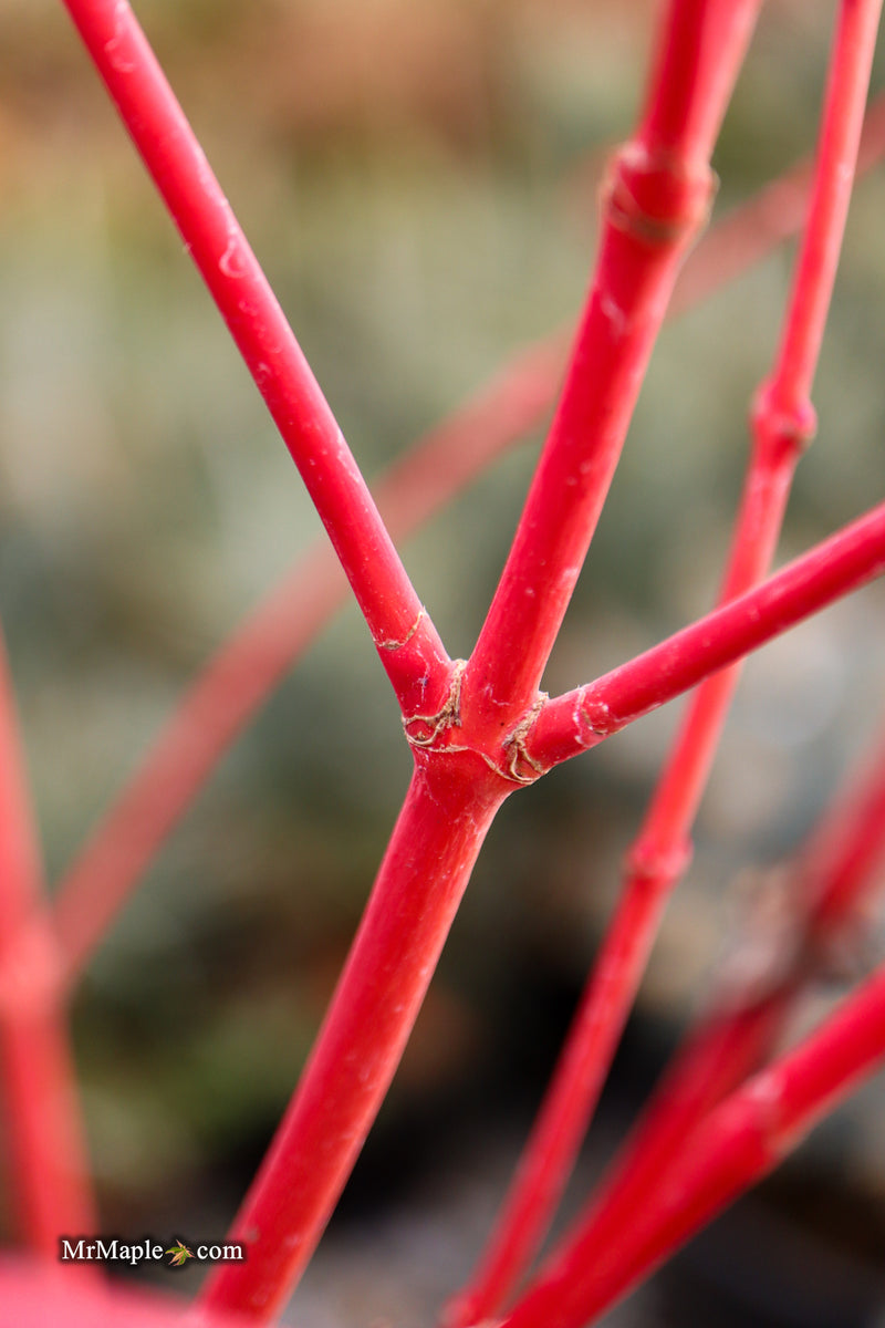 Acer palmatum 'Sir Damon' Coral Bark Japanese Maple
