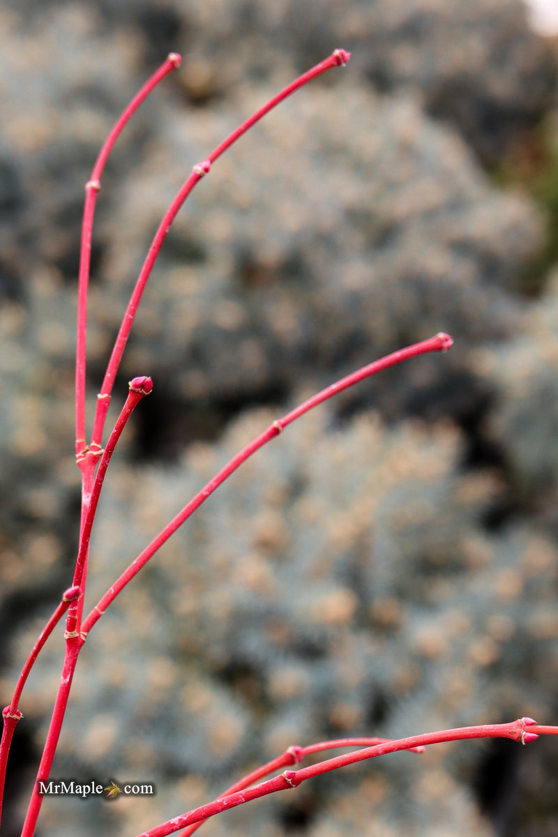 Acer palmatum 'Sir Damon' Coral Bark Japanese Maple