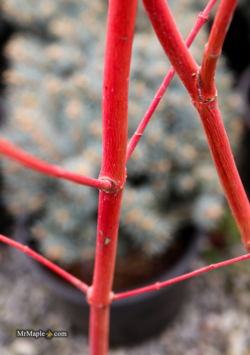 Acer palmatum 'Sir Damon' Coral Bark Japanese Maple