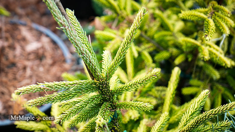 Picea orientalis 'Sky One' Oriental Spruce
