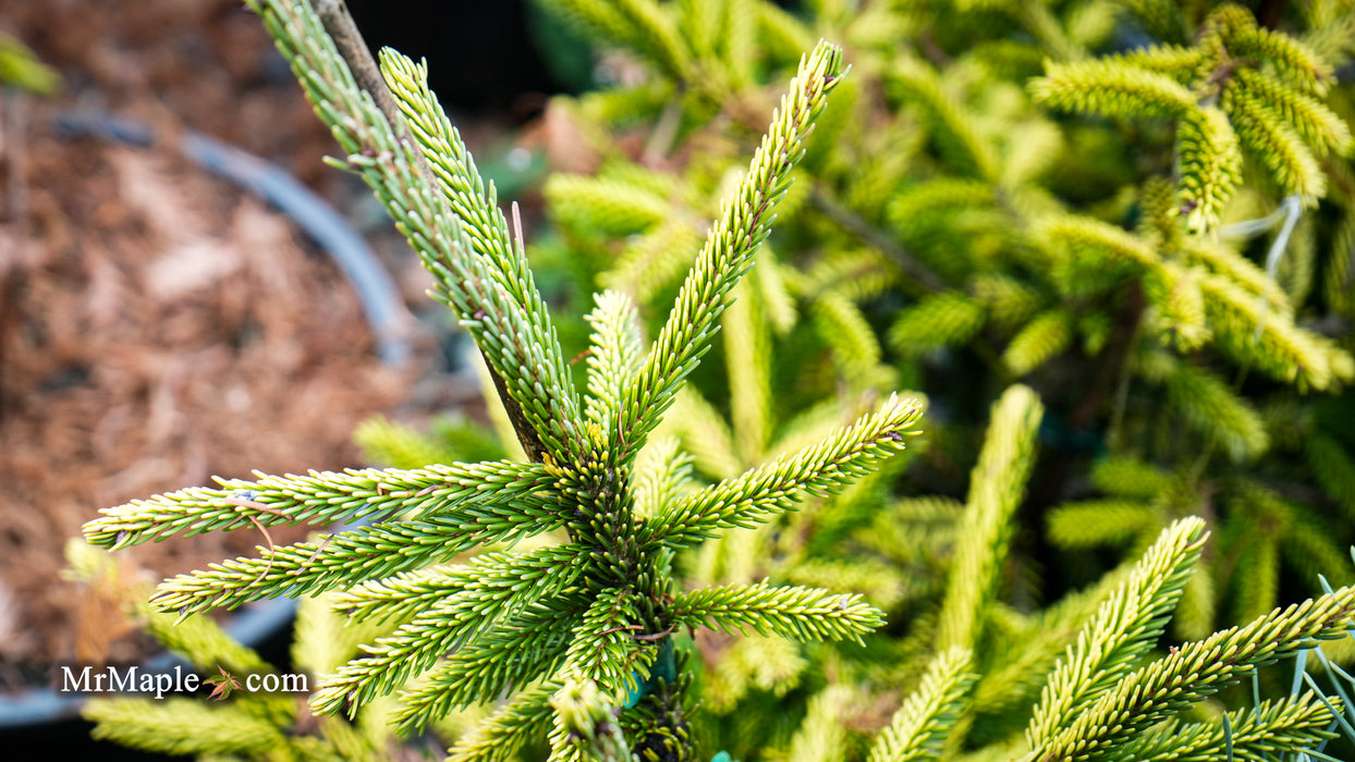 Picea orientalis 'Sky One' Oriental Spruce