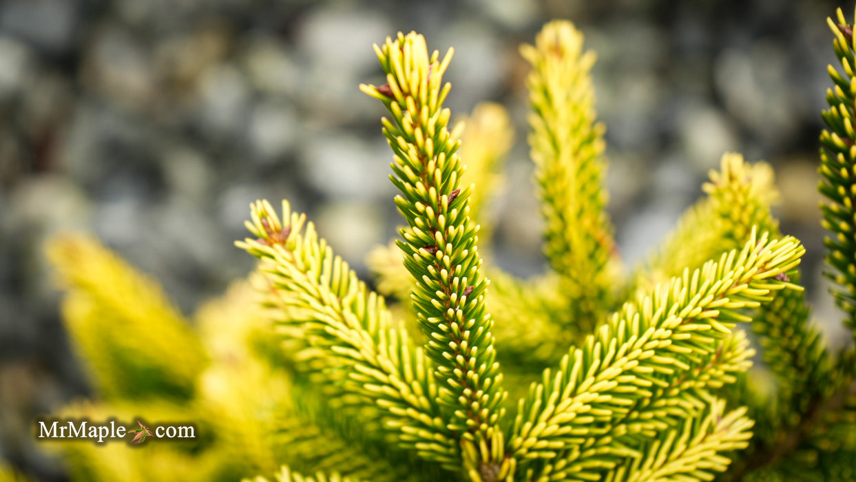 Picea orientalis 'Sky One' Oriental Spruce