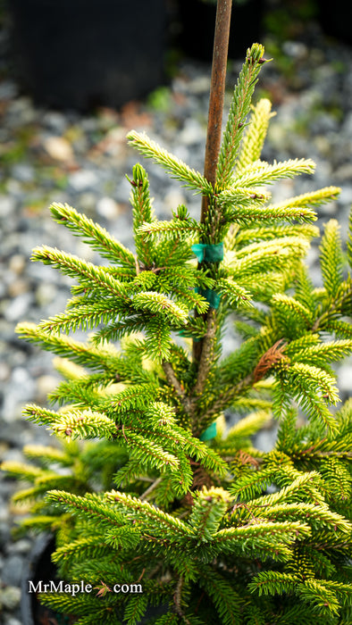 Picea orientalis 'Sky One' Oriental Spruce