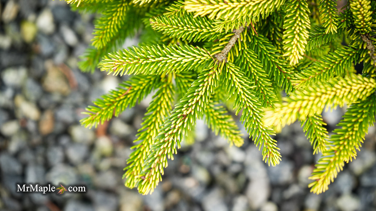 Picea orientalis 'Sky One' Oriental Spruce