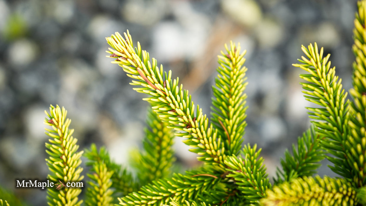 Picea orientalis 'Sky One' Oriental Spruce