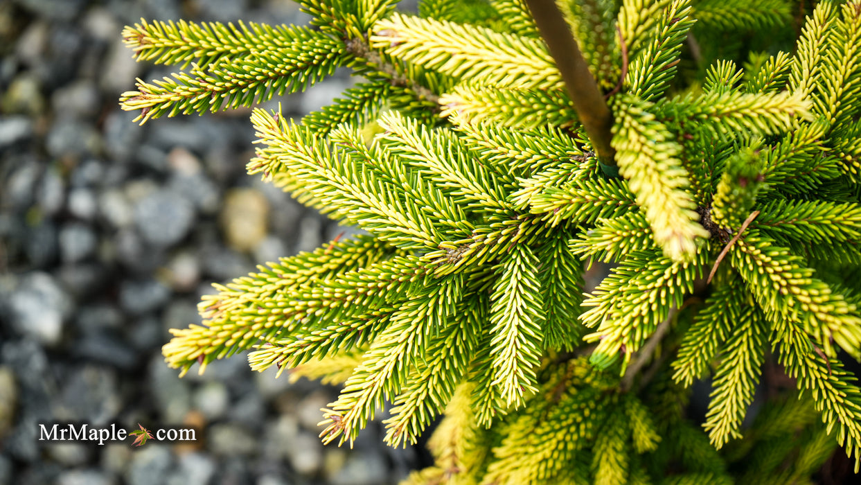 Picea orientalis 'Sky One' Oriental Spruce