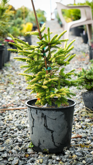 Picea orientalis 'Sky One' Oriental Spruce