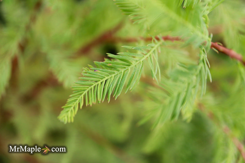Taxodium distichum 'Lindsey Skyward' Narrow Bald Cypress
