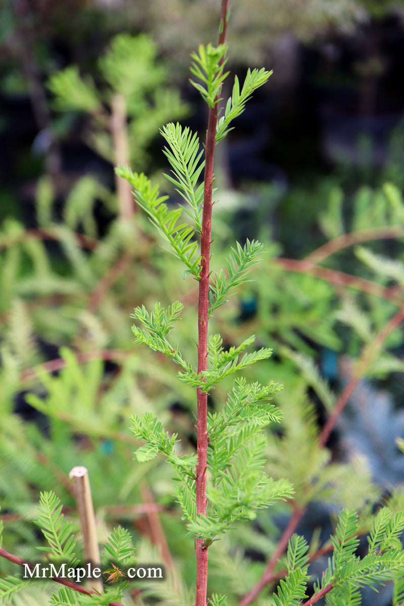 Taxodium distichum 'Lindsey Skyward' Narrow Bald Cypress
