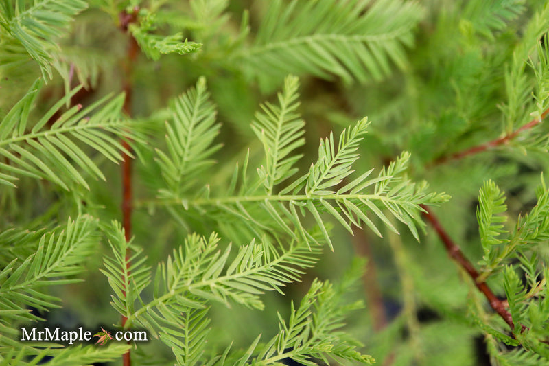 Taxodium distichum 'Lindsey Skyward' Narrow Bald Cypress