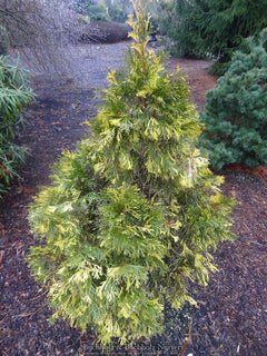 Buy Thuja occidentalis 'Aureovariegata' Variegated Arborvitae  Mr Maple   Buy Japanese Maple Trees