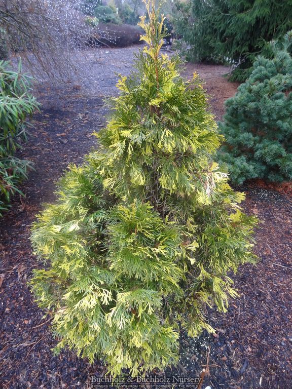 Thuja occidentalis 'Smaragd Variegated' Variegated Arborvitae
