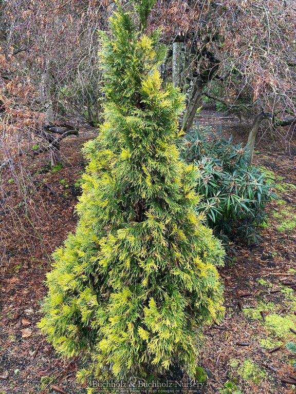 Thuja occidentalis 'Smaragd Variegated' Variegated Arborvitae