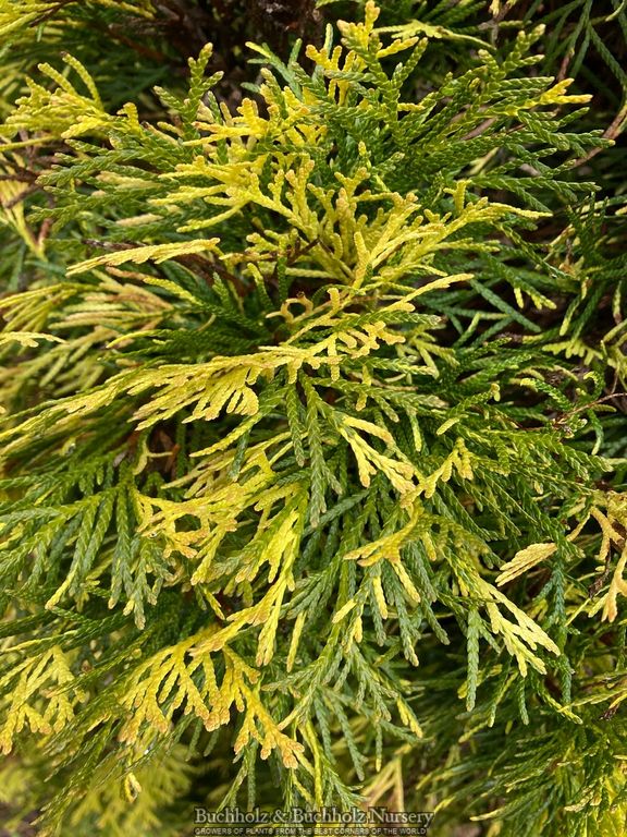 Thuja occidentalis 'Smaragd Variegated' Variegated Arborvitae