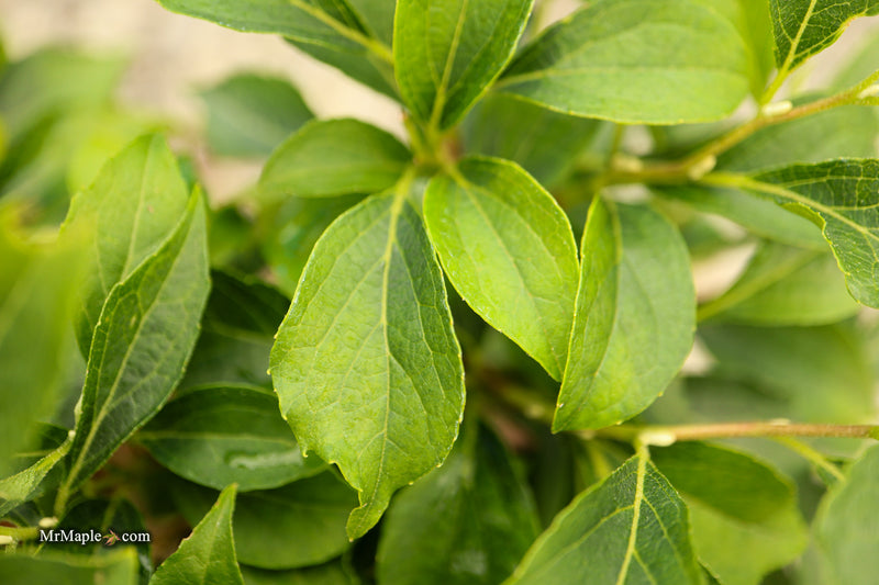 Styrax japonicus 'Snow Drops' White Dwarf Japanese Snowbell