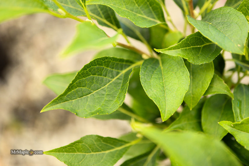Styrax japonicus 'Snow Drops' White Dwarf Japanese Snowbell