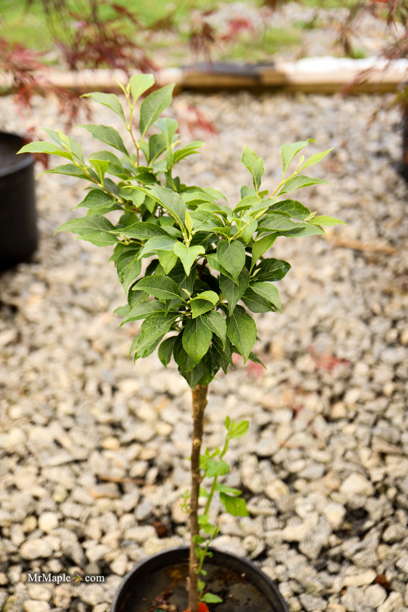 Styrax japonicus 'Snow Drops' White Dwarf Japanese Snowbell