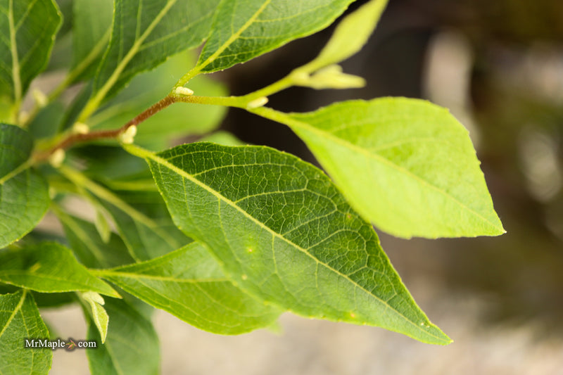 Styrax japonicus 'Snow Drops' White Dwarf Japanese Snowbell