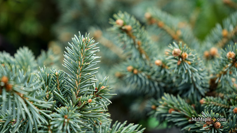 Picea Abies 'Soft Mountain' Norway Spruce