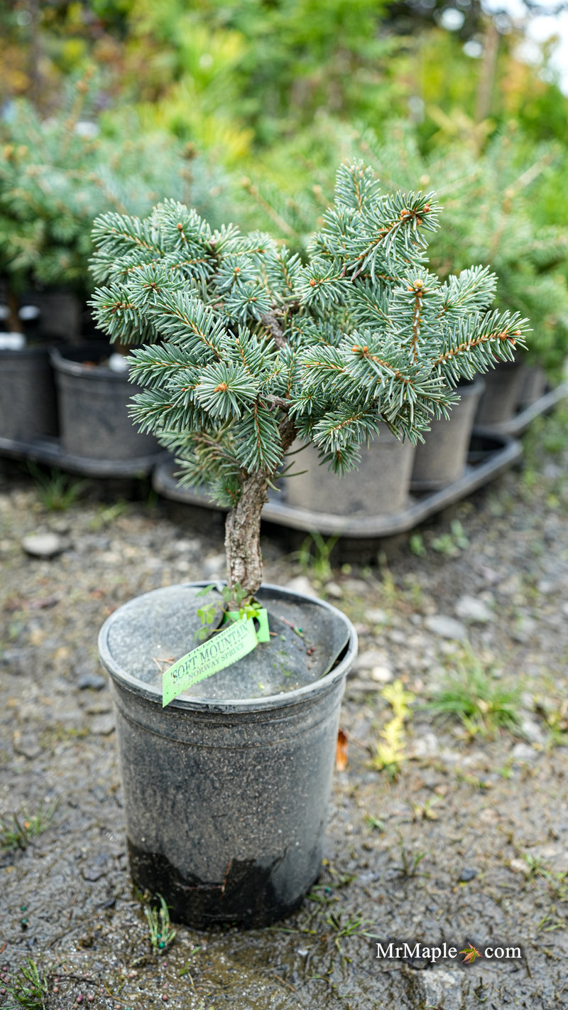 Picea Abies 'Soft Mountain' Norway Spruce
