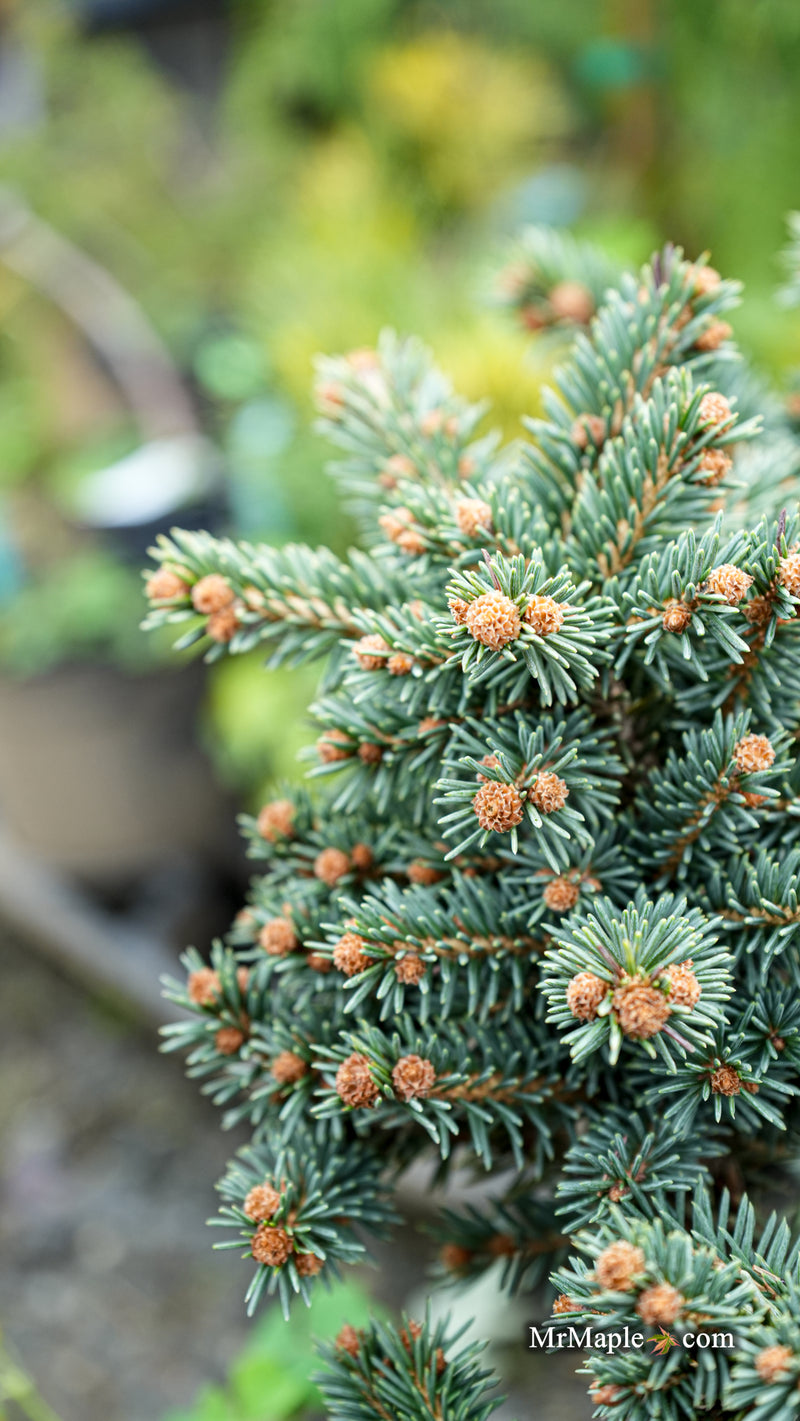 Picea Abies 'Soft Mountain' Norway Spruce
