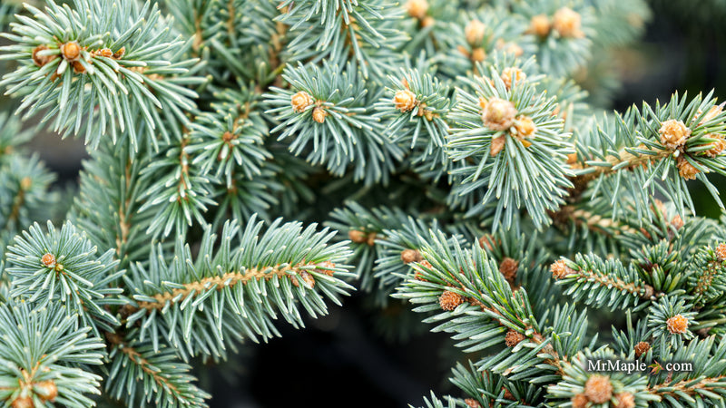 Picea Abies 'Soft Mountain' Norway Spruce