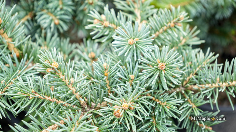 Picea Abies 'Soft Mountain' Norway Spruce