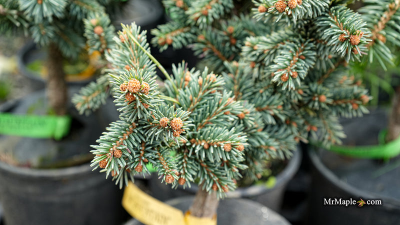 Picea Abies 'Soft Mountain' Norway Spruce