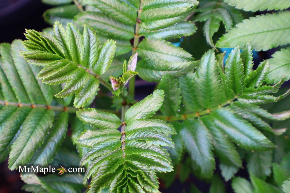 Buy Sorbus xthuringiaca 'Fastigiata' Narrow Mountain Ashe Tree