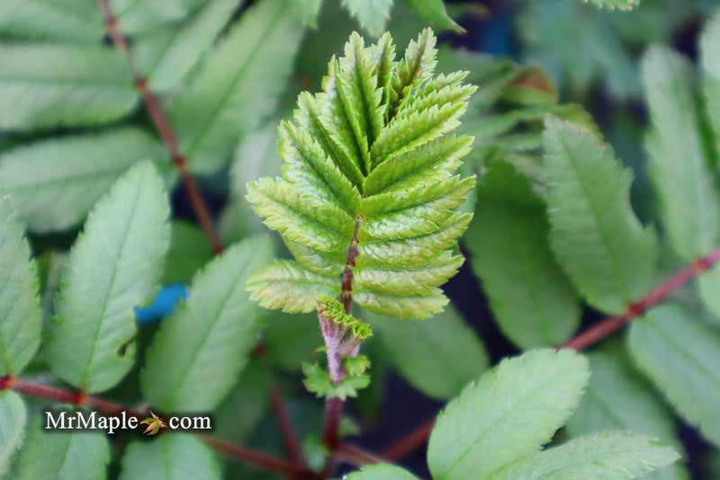 - Sorbus xthuringiaca 'Fastigiata' Narrow Mountain Ashe Tree - Mr Maple │ Buy Japanese Maple Trees
